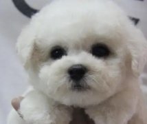 哎宠宠物·纯种比熊幼犬 法国卷毛比熊犬 茶杯犬 玩具比熊