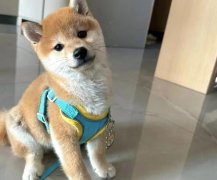 与它宠物犬舍·个人家养犬舍精品柴犬幼犬日本柴犬豆柴狗狗血统品